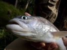 92 Blue trout closeup
