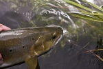 94 Brown trout on Kimbridge