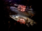 TROUT TAPESTRIES