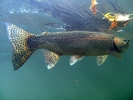 Birkhall rainbow (21)