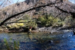 Karnemelk on Lammergeir Reserve