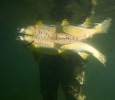 Hampshire chalkstreams (12)