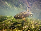 Hampshire chalkstreams (1)