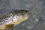 Hampshire chalkstreams (21)