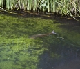 Hampshire chalkstreams (6)