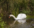 Hampshire chalkstreams (9)
