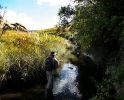 Willow stream, Balloch (14)