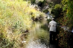 Willow stream, Balloch (17)