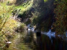 Willow stream, Balloch (4)