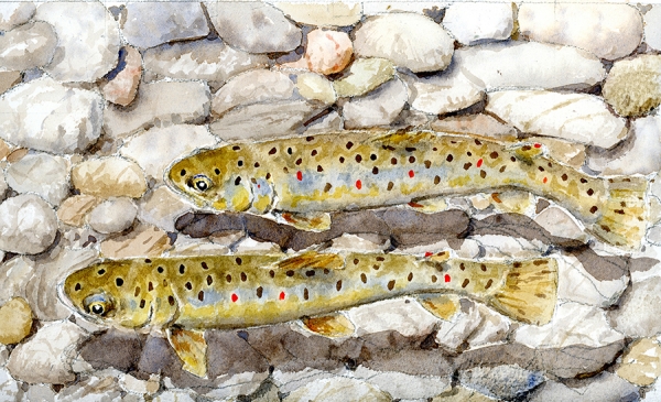 Two brown trout over pebbles 19 x 29