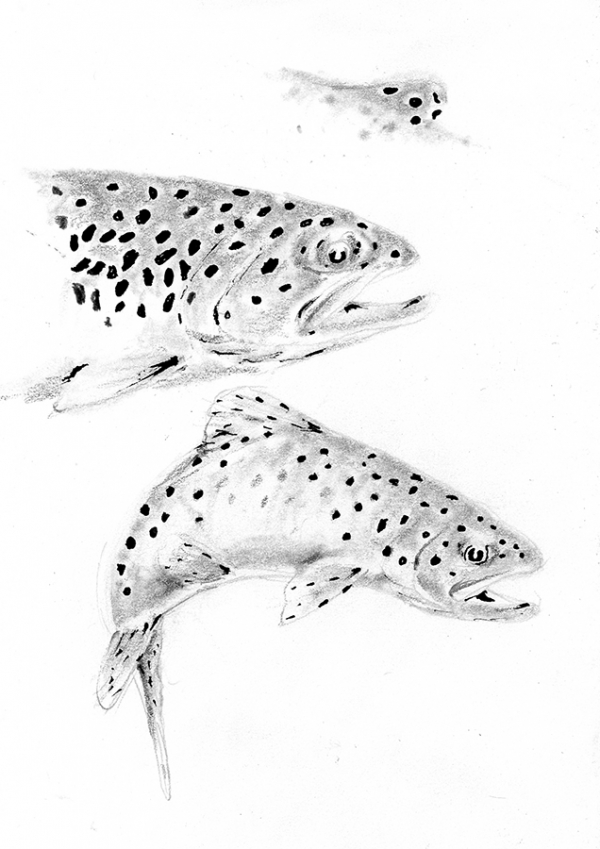 Studies of a brown trout