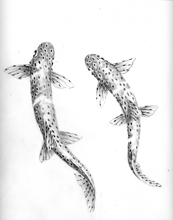 Two trout