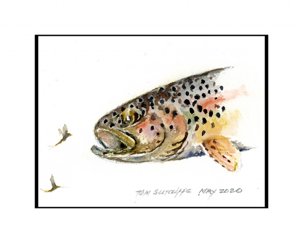 Brown trout with mayflies 18 x 13