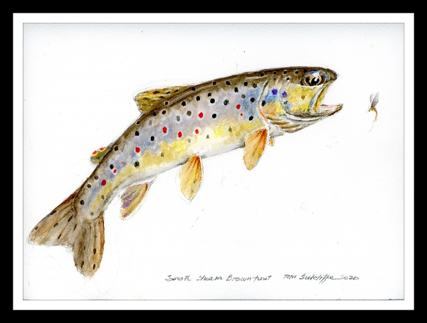 Leaping brown trout