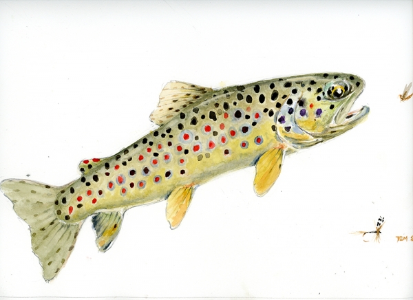 Brown trout rising with an Adams dry fly