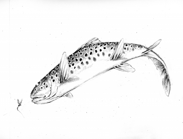 Brown trout rise to a dry fly for the 3rd edition of Hunting Trout