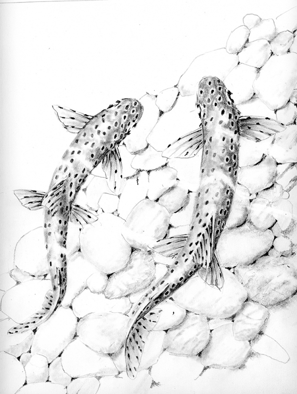 Trout over pebbles for the 3rd edition of Hunting Trout - available