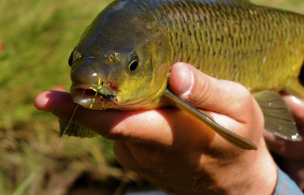 Sterkfontein_Dam_fly_fishing_yellowfish_14